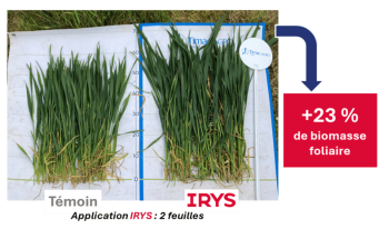blé physiologie irys