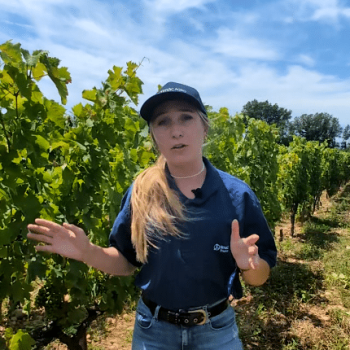 oceryos alpha vigne photosynthese timac agro france