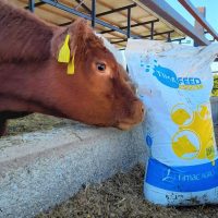 elevage azote nutrition animale timafeed