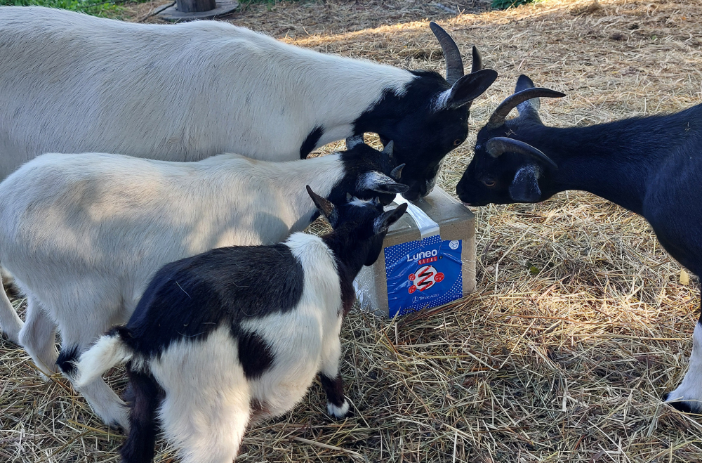 goat latvia1 1