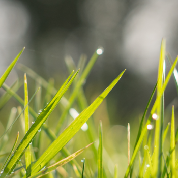 grass-france-4