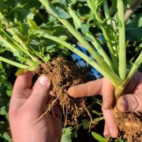legumineuse azote rhizobium