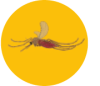 moustique-parasite-externe