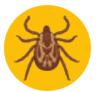 tiques-parasite-externe