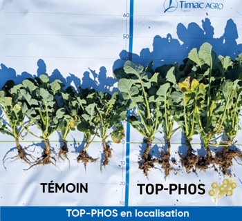 top phos colza sortie hiver