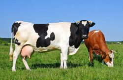 vaches laitières potassium