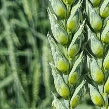 wheat latvia9 1